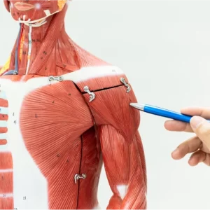 Noções Básicas de Anatomia